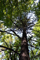 Fototapeta premium tree in the forest