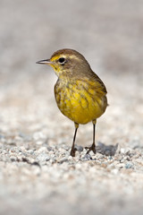 Palm Warbler (Setophaga palmarum)