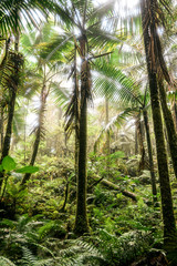 Naklejka premium El Yunque National Forest in Puerto Rico 