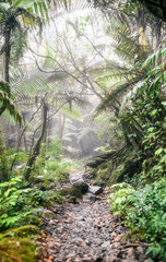 Fototapeta na wymiar El Yunque National Forest in Puerto Rico 