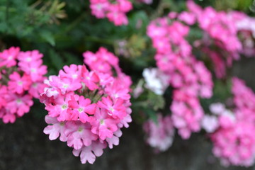 pink flowers in the garden