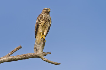 Red-shouldered Hawk (Buteo lineatus)