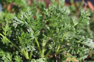 Wermut im Garten