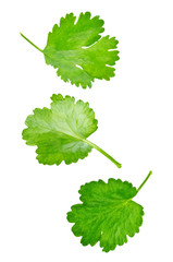 Fresh Cilantro leaves on a white background