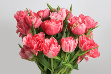 Bouquet of pink tulips isolated on gray background.