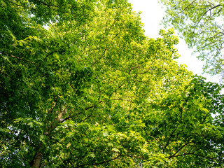 new leaves on trees in the spring