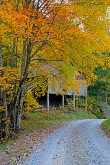 An old tobacco barn surrounded with yellow leaves.