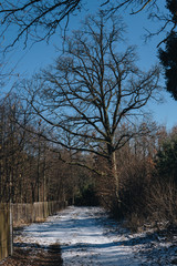 oak tree on a side of road