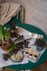 Stages of planting spring flowers or grass in egg shells, Easter concept