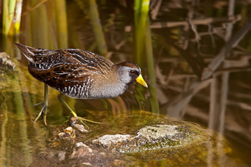 Sora (Porzana carolina)