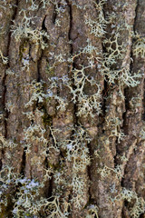 detail of cladonia