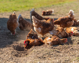 Glückliche Hühner - Geflügel beim Sandbaden in artgerechter Haltung
