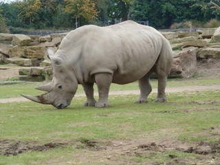 Fototapeta premium Rhino