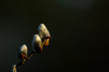 Willow catkins in warm golden light, with blurry background.