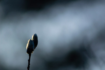 Outline of willow catkin, with cold lighting in a blurry background.