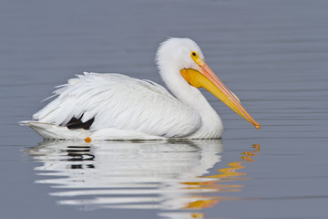 Fototapeta na wymiar White Pelican (Pelecanus erythrohynchos)