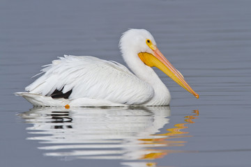 White Pelican (Pelecanus erythrohynchos)