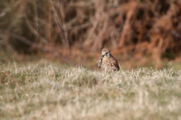 Kestrel eating a worm