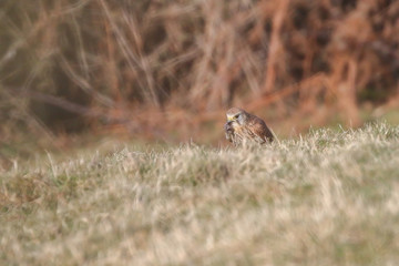 Kestrel eating a worm