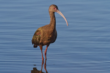 White-faced Ibis (Plegadis chihi)