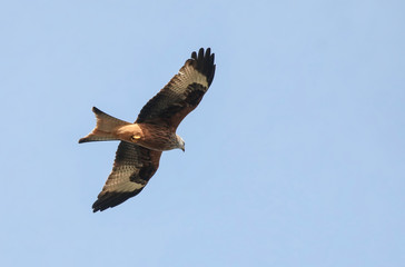 Obraz premium Red Kite in flight