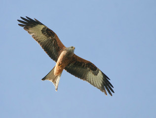 Red Kite in flight