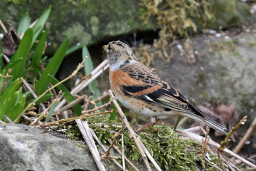 Brambling