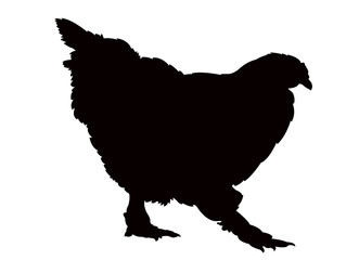 chickens body, silhouette vector