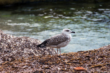 Trapani, Dettagli della città