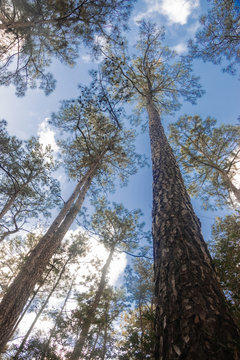 trees and sky