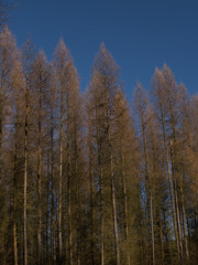 larches in a forest