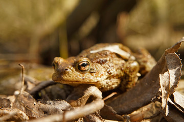 Erdkröte
