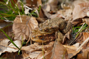 Erdkröte bei der Paarung