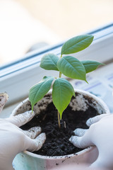Woman's hands transplanting plant a into a new pot. Home gardening relocating house plant.Florist replanting a flower, plant in new pot. Cultivation, houseplant growing, botany concept