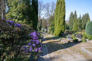 Blick über den Friedhof durch einen Azaleenstrauch