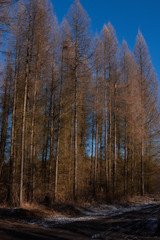 larches in a forest