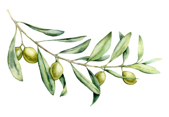 Watercolor green olive branch set. Hand painted floral illustration with olive fruit and tree branches with leaves isolatedon white background. For design, print and fabric.