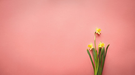 Pastel Easter eggs and white flower blossoms over a coral background with room for copy space. Image shot from top view.