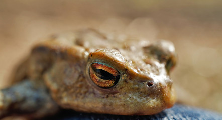 Erdkröte
