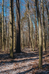  temperate broad-leaf forests in Poland