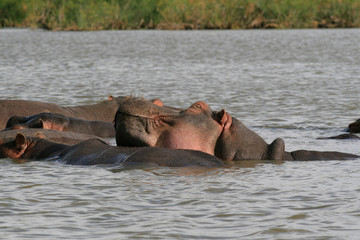 Family of Hippopotamus, Hippopotamus amphibius, partially submerged in water and resting with...