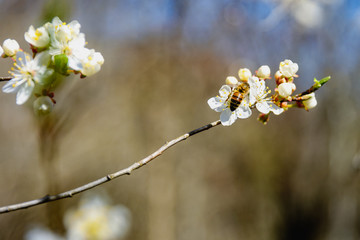 Worker bee  is collect the nectar from flowering fruit tree in spring