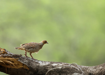 Grey francolin on a fallen tree at Ranthambore National Tiger Reserve