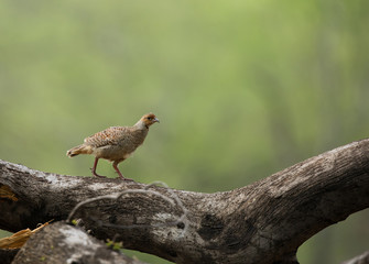 Grey francolin on a fallen tree at Ranthambore National Tiger Reserve