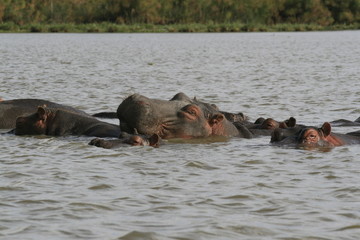 Fototapeta na wymiar Family of Hippopotamus, Hippopotamus amphibius, partially submerged in water, Lake Naivasha, Kenya