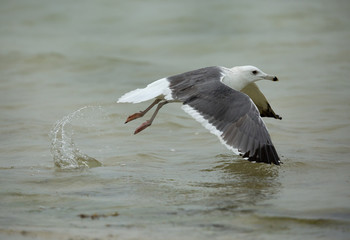 Great Black-backed gull in flight