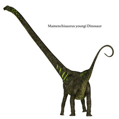 Mamenchisaurus youngi Dinosaur Tail with Font - Mamenchisaurus youngi was a herbivorous sauropod dinosaur that lived in China during the Jurassic Period.