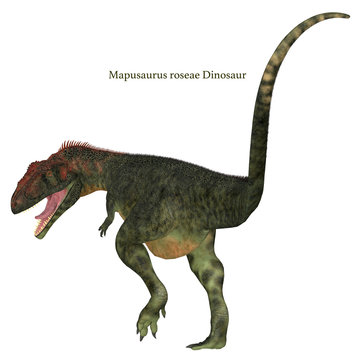 Mapusaurus Dinosaur Tail with Font -Mapusaurus was a carnivorous theropod dinosaur that lived in Argentina during the Cretaceous Period. 