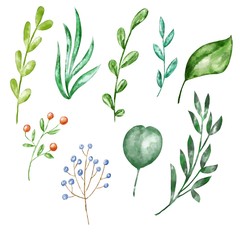 Hand drawn botanical set on watercolor paper isolated on white background. Floral illustration.