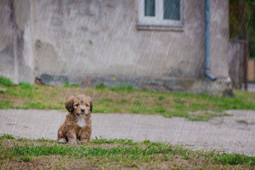 Little, lovely, fluffy, cute brown puppy is left alone on at home garden during heavy rain storm. Concept of abandoned domestic animals. Curious, obedient dog. Concept of discovering world.